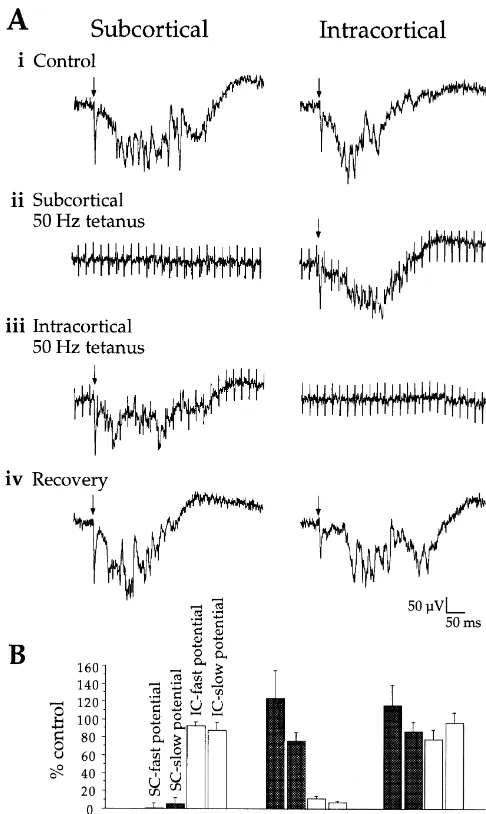 Fig. 2. Independence of subcortical and intracortical pathways. (A(single pulse stimulation of the tetanized pathway (pulse delivered to the IC pathway elicited robust potentials
