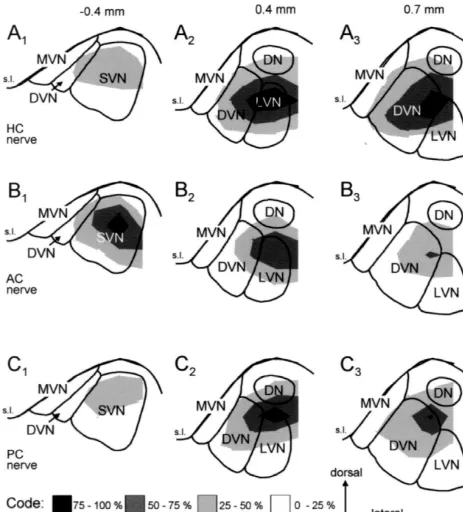 Fig. 8. Distribution of the semicircular canal nerve evoked Ncomponents with respect to the vestibular nuclei in frontal planes at three differentrostro-caudal levels as indicated on top