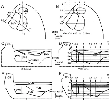 Fig. 1. Schematic presentation of the vestibular nuclei in the brainstem and how the spatial distribution of semicircular canal nerve evoked ﬁeld potentialswas explored