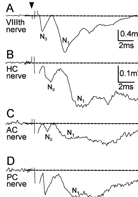 Fig. 2. Field potentials in the vestibular nuclear complex evoked bystimulation of the VIIIth nerve or its semicircular canal nerve branches onthe ipsilateral side