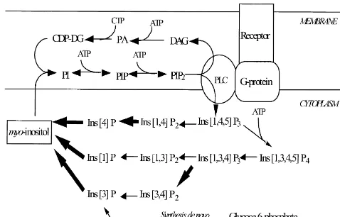 Fig. 1. Phosphoinositol cycle (PI-cycle). Lithium blocks the enzyme,inositol monophosphatase preventing the conversion of inositol-1-phos-accumulation of inositol monophosphates and a depletion of(steps blocked by lithium are shown by bold arrows)
