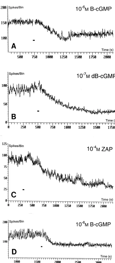 Fig. 1. Inhibitory effects of the applications of 106Sepioteuthis lessonianadrug application, during which RA is not shown because of the2M B-cGMP (A),1027M dB-cGMP (B) (both membrane-permeable analogs of cGMP),and 1024M ZAP (C) (a selective inhibitor of c