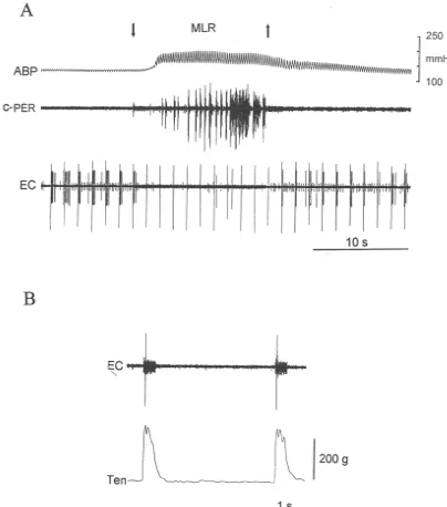 Fig. 1. Electrical stimulation of the mesencephalic locomotor region (MLR) inhibits the discharge of a dorsal horn neuron in a paralyzed cat