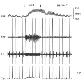 Fig. 2. MLR stimulation inhibited the response of a dorsal horn neuron to static contraction of the triceps surae muscles