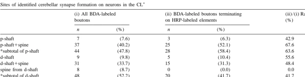Table 1Sites of identiﬁed cerebellar synapse formation on neurons in the CL