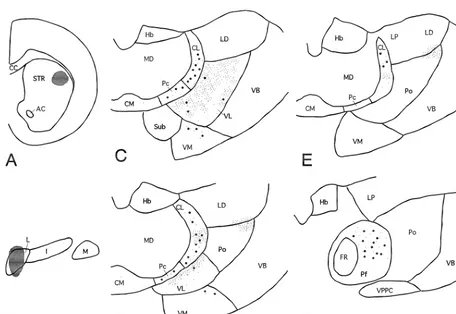 Table 2Morphometric data of BDA-labeled boutons in the CL