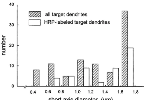 Fig. 4. Histogram illustrating the size distribution of dendrites postsynap-tic to BDA-labeled terminals in the middle third of the CL in rostrocaudaland dorsoventral axes of the rat.