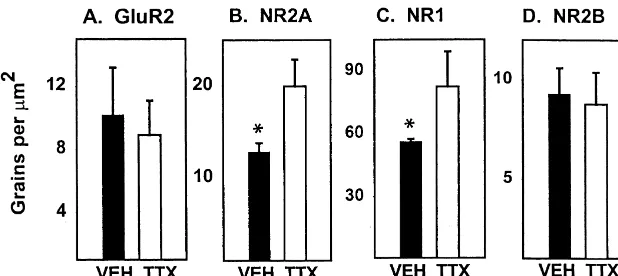 Fig. 3. NR1 and NR2A mRNAs are up-regulated in VMN adjacent to the TTX injection site at 24 h