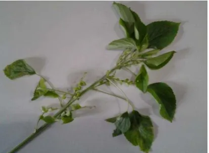 Gambar 1  Tanaman anting-anting ( Acalypha indica L.) 