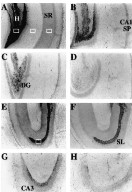 Fig. 3. Light microscopic images of temperature dependent zinc releasefrom the hippocampal slice