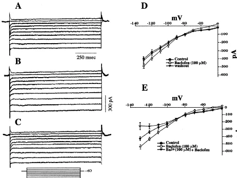 Fig. 10. (Athe baclofen-induced increase in an) Current record from a whole-cell recording of a POA neuron prior to application of 100 mM baclofen