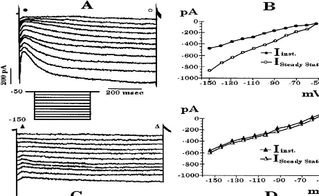 Fig. 4. (AmV, and delivered a series of hyperpolarizing voltage commands (10 mV, 1 s) down tosteady-state membrane current of the cell in) Current record from a whole-cell recording of a POA neuron demonstrating the hyperpolarization-activated inward curre