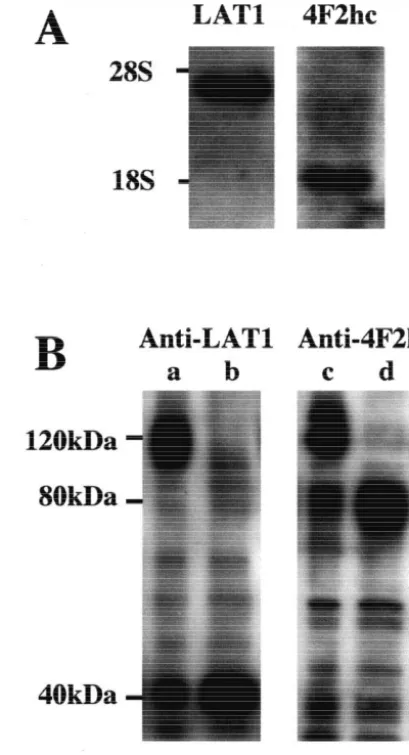 Fig. 1. Expression of LAT1 and 4F2hc in MBEC4 cells. (A) Northern13.5-kb and 1.8-kb transcripts, respectively