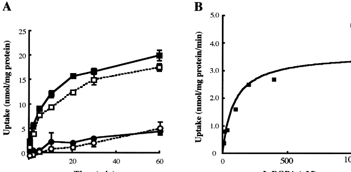 Fig. 2. Kinetics of L-DOPA uptake in MBEC4 cells. (A) Time-course of [ H]-3L-DOPA uptake at a concentration of 100 mM in the presence (j, d) and theabsence (h, s) of Na .1 L-DOPA uptake was signiﬁcantly suppressed at 48C (d, s), compared with that at 378C 