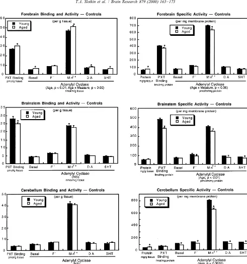 Fig. 2. Effects of aging on [ H]PXT binding and AC activity assessed either as absolute concentration (left panels) or as speciﬁc activity relative to3activity per mg protein,membrane protein (right panels)