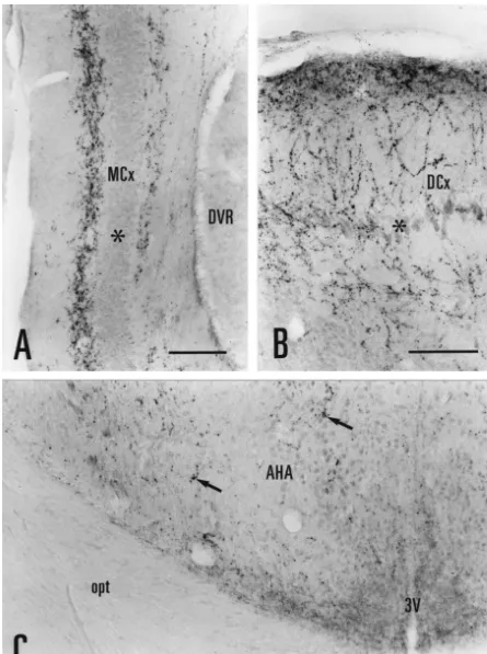 Fig. 2. Photomicrographs of androgen receptor-ir ﬁbers in the lizard brain (experiments L2 and L8)