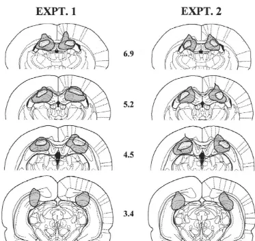 Fig. 1. Coronal sections showing the largest (gray) and smallest (central white area) hippocampal lesions