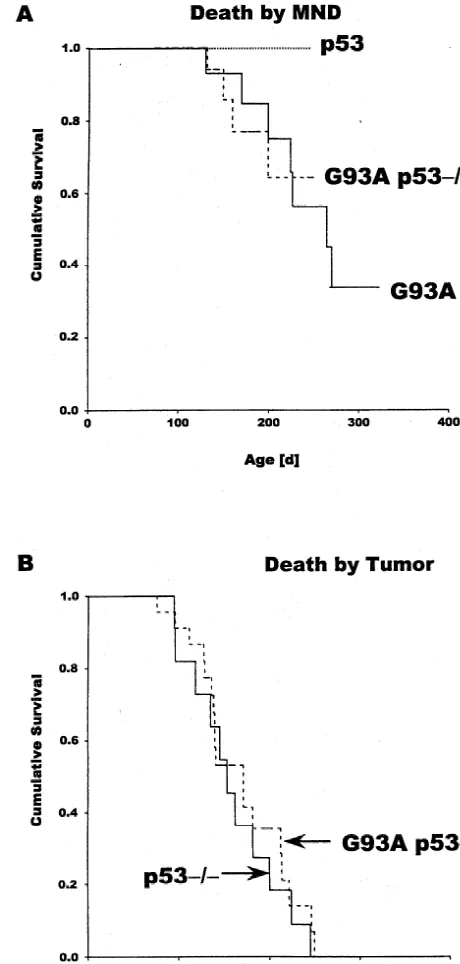 Fig. 1. Kaplan-Meier survival analysis of G93A mice (np53wild-type p53 control animals) (A), and of p5357) and G93A/2/2 mice (n54) with respect to the death by MND (p535normal2/2 mice (n511) andG93A/p532/2 mice (n518) with respect to death by tumor (B)
