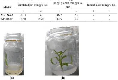 Table 1 Pertumbuhan planlet nenas selama 2 minggu  