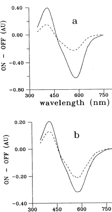 Fig. 1. Differential absorbance spectra (light minus dark) of(a) 14-F WT and (b) 14-F D96N gelatin ﬁlms with no chemicaladditives (solid curves) and with chemical additives—guanidine hydrochloride+diaminopropan — (dashed curves).The light is yellow (��500 nm) and is on till saturation.
