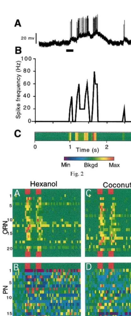 Fig. 3. Normalized spike frequency for populations of OSNsand PNs responding to two 200 ms pulses (red squares at topand bottom) of 1-hexanol and coconut