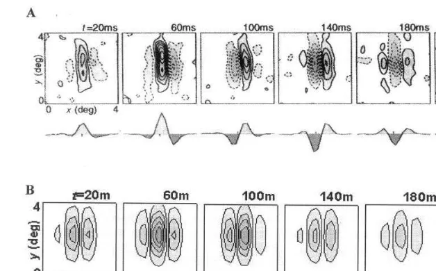 Fig. 2. Dynamics of the spatio-temporal inseparable receptive ﬁeld (RF) structure of simple cells from striate cortex