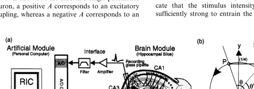 Fig. 1. (a) Schematic representation of the hybrid system consisting of the brain module and the artiﬁcial module (the CA3-RICsystem)