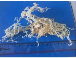 Gambar 1  Rumput laut Eucheuma spinosum dan Kappaphycus alvarezii 
