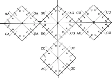 Fig. 3. ‘Weight diagram’ for the genetic code, arising as the superposition of two projections of the six-dimensional space of codoncoordinates onto planes corresponding to coordinates for bases of the ﬁrst and second codon letters, and an additionalone-di