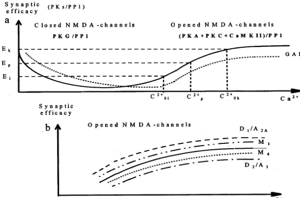 Fig. 2. The inﬂuence of neuromodulators on the efﬁcacy of excitatory synaptic transmission