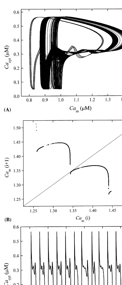 Fig. 5. Chaotic behaviour of Ca2projection of trajectory in phase planereturn map forParameter values differing from those listed in Table 1,+ bursting oscillations: (a) Cacyt versus Cam; (b) Cam (in �M); and (c) time course of Cacyt