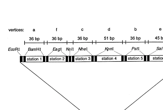 Fig. 1. In this ﬁgure the plasmid pMP6079, which is used as template for a six-station problem, is shown