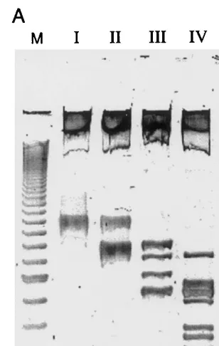Fig. 2. Polyacrylamide gel electrophoresis of DNA samplestreated with restriction enzymes as described in text