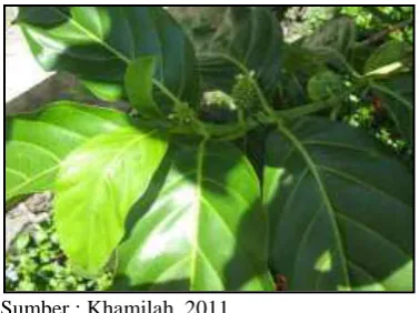 Gambar 1.Sumber : Khamilah, 2011  Daun Mengkudu (