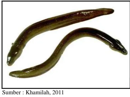 Gambar 3. Ikan sidat (Anguilla bicolor) 