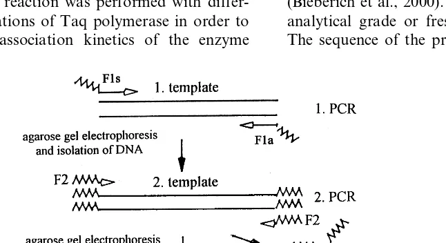 Fig. 1. Principle of PCR ampliﬁcation. A cDNA speciﬁc for an enzyme investigated in our group was used as template with theprimer combinations F1s(forward)/F1a(reverse) or R1s(forward)/R1a(reverse) (F=fractal, R=non-fractal) for the generation ofthe 2