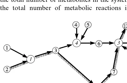 Fig. 1. An example of a metabolic graph. The shaded circlesdenote indexed metabolite pools and the open circles denoteindexed reactions