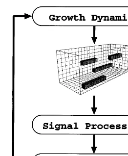 Fig. 3. Cyclic ﬂow of control. The growth dynamics and signalprocessing modules share a common microtubule networkrepresentation (see Fig