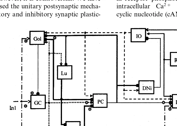 Fig. 1. The scheme of excitatory and inhibitory connections in olivary-cerebellar network