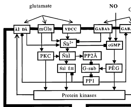 Fig. 2. The proposed consequence of post-tetanic processes,causing modiﬁcation of synaptic inputs to cerebellar Purkinjeprotein kinase II; PP2B, calcineurin; G-sub, G substrate-ceptor; CaM, calmodulin; PKC, protein kinase C; PKG,proteincell, granule cell, 