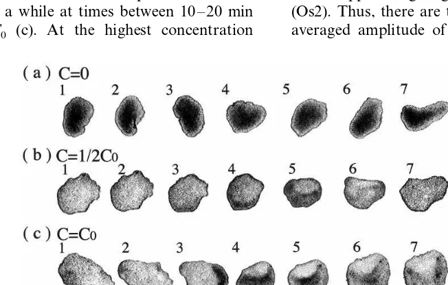 Fig. 1. Typical changes in body shape and size of the placozoan Trichoplax adhaerence