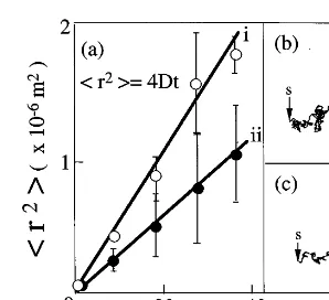 Fig. 8. The Brownian nature of the locomotion in the placo-zoan. (a): Linear relationship among square displacement (andr2)against time t at low (i) and high (ii) concentrations, respec-tively, (b) and (c): the trajectory of the organism at low (C=0)high(C=1/2C0)concentrations,respectively.Pointswhere the organism started and ﬁnished are marked by s andf with an arrow, respectively.