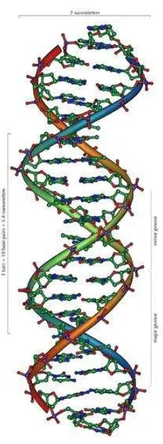 Gambar Struktur DNA 