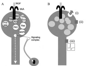 Figure 1. Nerve growth factor (NGF) signaling at the synapse. (A)independent of retrograde transport of the signaling complex and gene expression