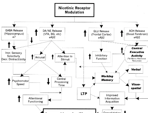 Figure 6. Simplified proposed scheme for nicotinic enhancement of attention, learning, and/or memory in degenerative disordersthrough actions on multiple neurotransmitters and associated cognitive operations