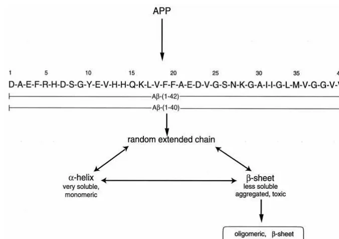 Figure 1. Overview of the formation of the �-amyloid (A�) peptide from the amyloid precursor protein (APP), including the aminoacid sequences for the A�(1–40) and A�(1–42) peptides