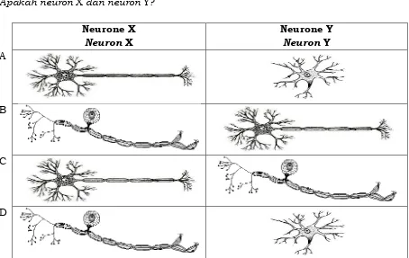 Table 1 shows the function of neurone X and neurone Y. 