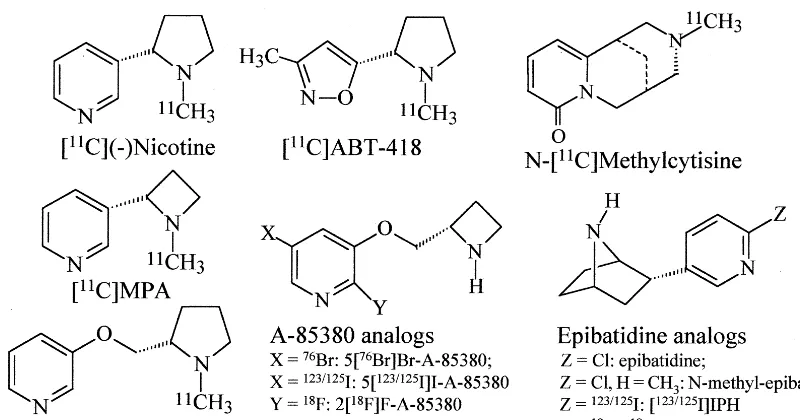 Figure 4. Chemical structure of tentative nicotinic acetylcholine receptor positron emission tomography ligands