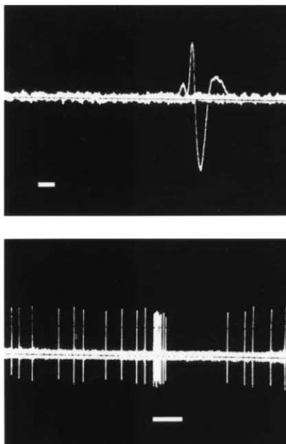 Figure 1. (Top)locus coeruleus (LC) neuron. Note the notch on the ascendinglimb. Bar The positive–negative waveform discharge of a � 1.0 msec