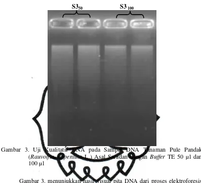 Gambar 3. menunjukkan hasil visual pita DNA dari proses elektroforesis  